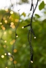 Światełka sople dekoracyjne Garden 24 LED 9,6W ogrodowe