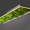 Dekoracyjny plafon GREEN KNUT 15623-66 LED 25W 3000K do jadalni zielony