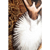 Obraz na ścianę BALLERINA KH1501100269 King Home balerina wielokolorowy