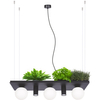 Lampa wisząca Plant Shelf 5555 Zumaline półka na rośliny kule czarne białe