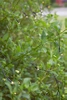 Wisząca dekoracja ogrodowa Garden 24 LED 4,8W świetlna