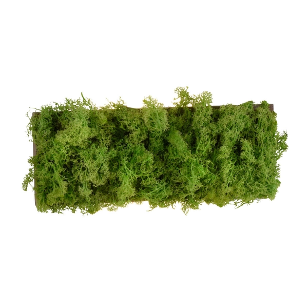 Naścienna lampa dekoracyjna GREEN CARL 15637-66 LED 0,8W 3000K zielony