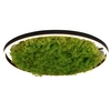 Lampa sufitowa salonowa GREEN RITU 15392-66 Just Light LED 28W 3000K zielony